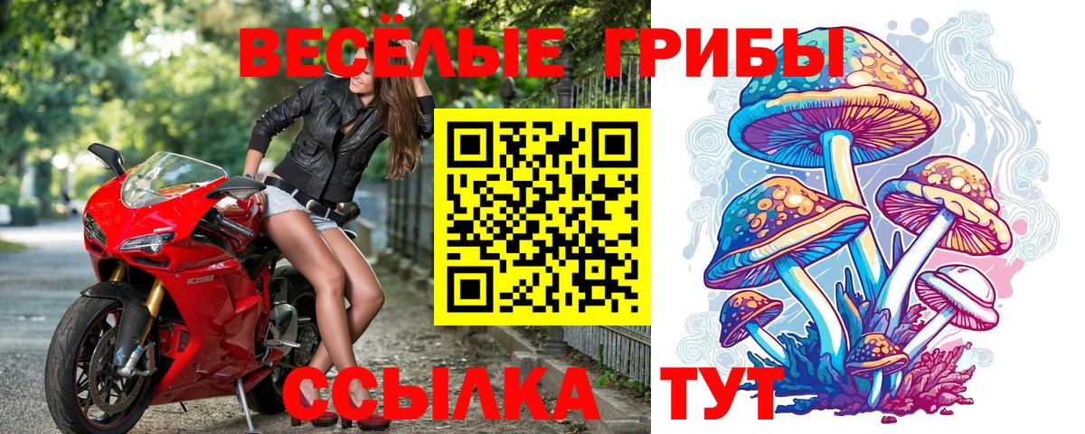 Галлюциногенные грибы Psilocybine cubensis Красногорск